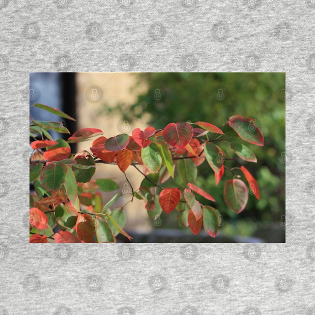 Colorful Fall Kansas Leave's Closeup by ROBERTDBROZEK